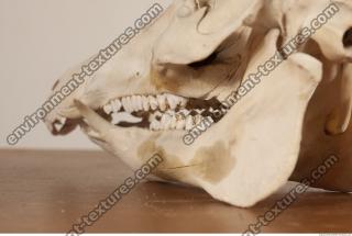 photo reference of skull 0015